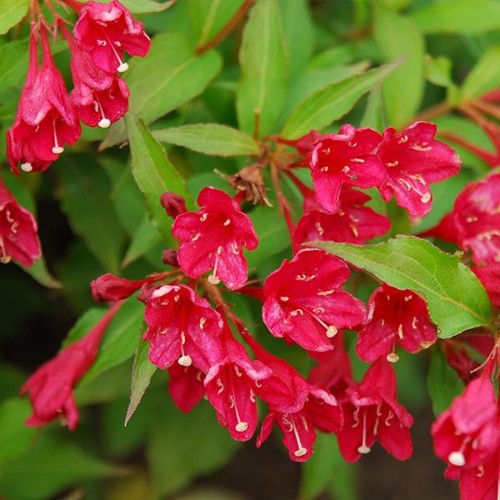 Weigela florida 'Rubra' - Kaunis veigela 'Rubra' C5/5L Weigela florida 'Rubra' - Kaunis veigela 'Rubra' C5/5L